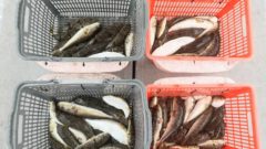 明石タコ釣り船 海神丸 明石でタコ ショウサイふぐ釣りの釣り船なら海神丸