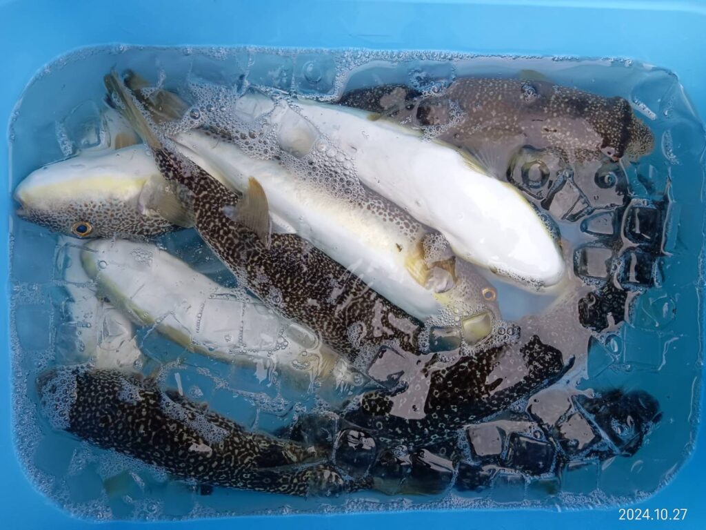 【希少】EVISU WAREHOUSE 9103 36 鯛釣り 白かもめ 大きめ 希少】EVISU WAREHOUSE 9103 36 鯛釣り 白かもめ 大きめ 2025年